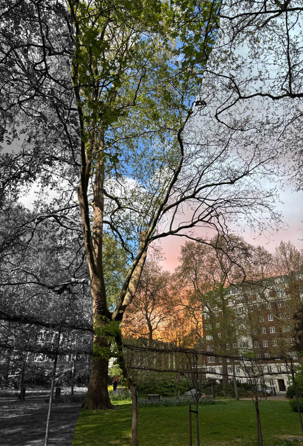 Tavistock Tree Triptych : Joelle